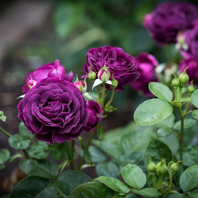 Deep Purple Roses