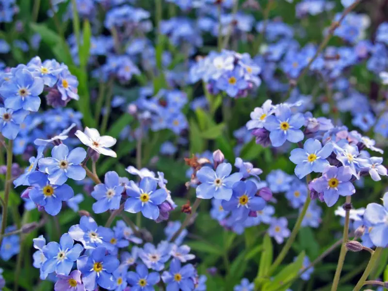 Forget-me-not-flowers