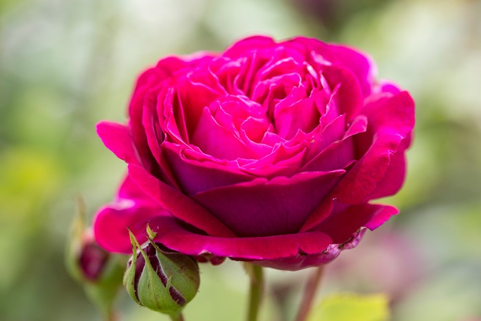 History of Pink Roses