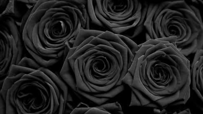 Significance of Black Roses