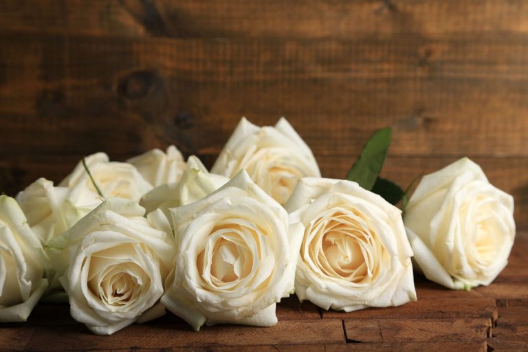 Significance of White Roses