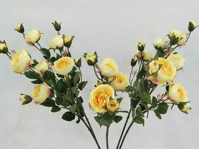 Symbolism of Yellow Roses in Friendship