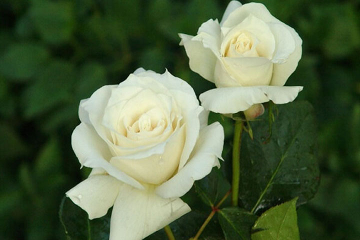 White Roses in Different Religions