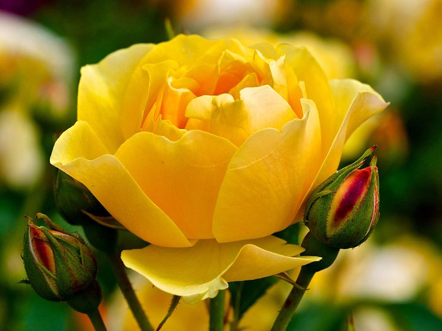 Yellow roses symbolize belief