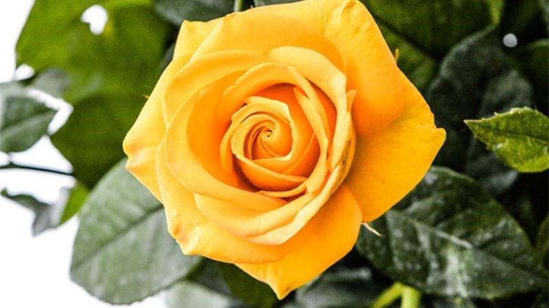 meaning of yellow rose flower