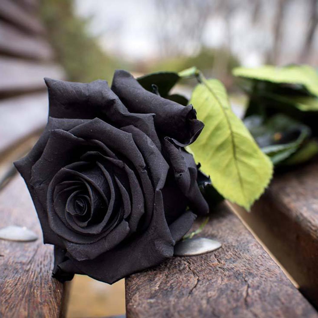 significance of a black rose