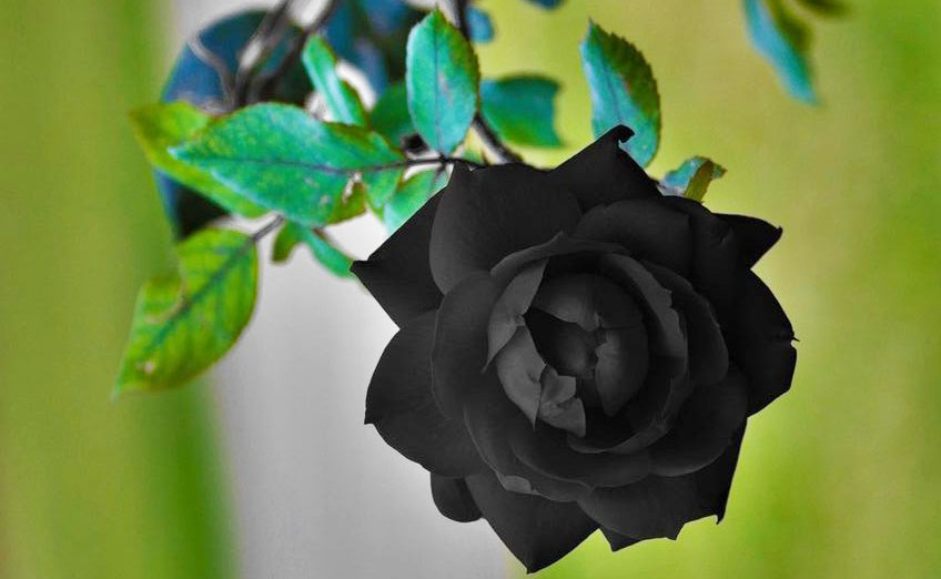 significance of black rose