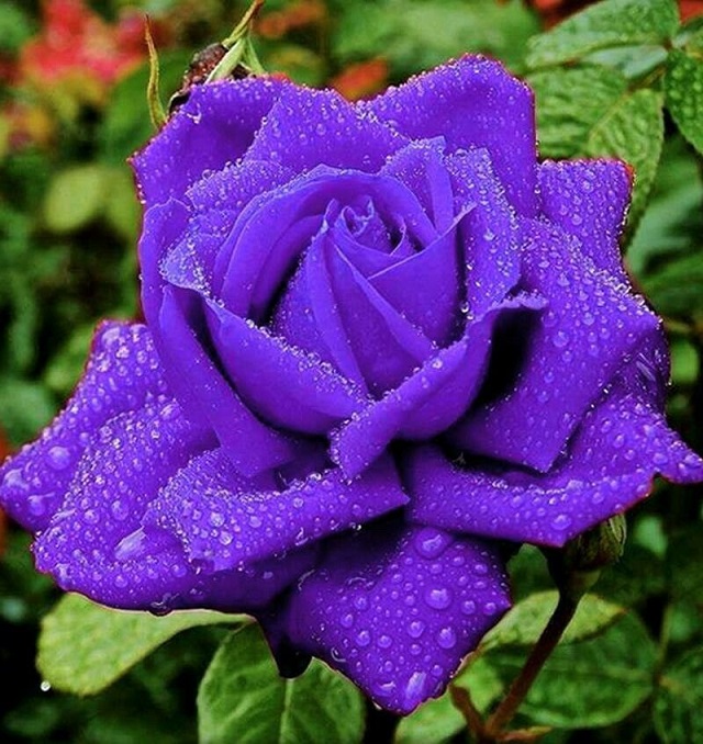 significance of purple