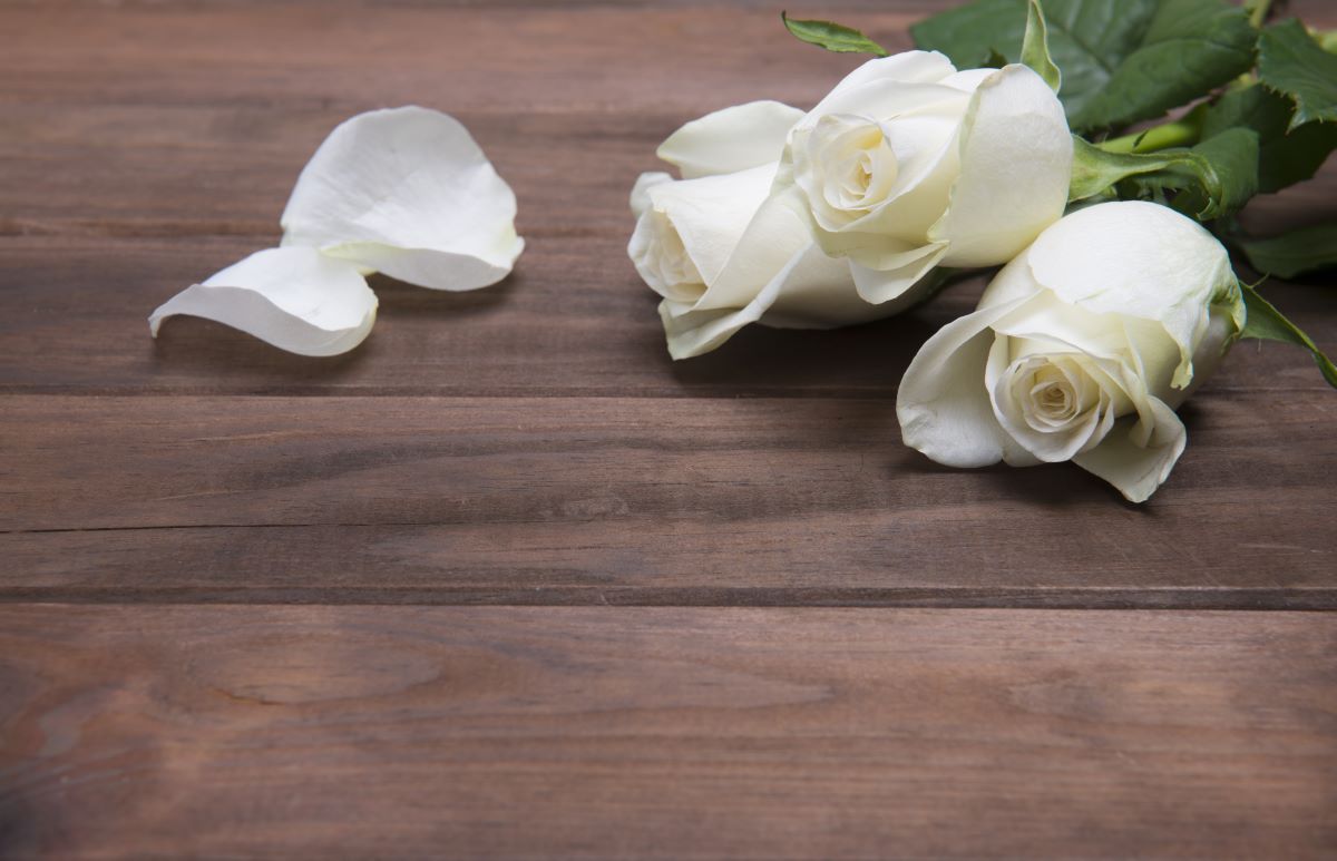 significance of white rose