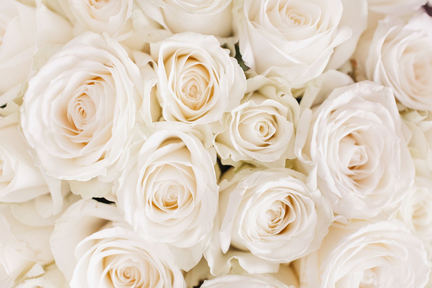 significance of white roses
